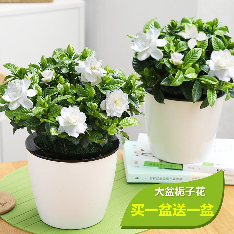 室内花卉绿植盆栽的养护与管理