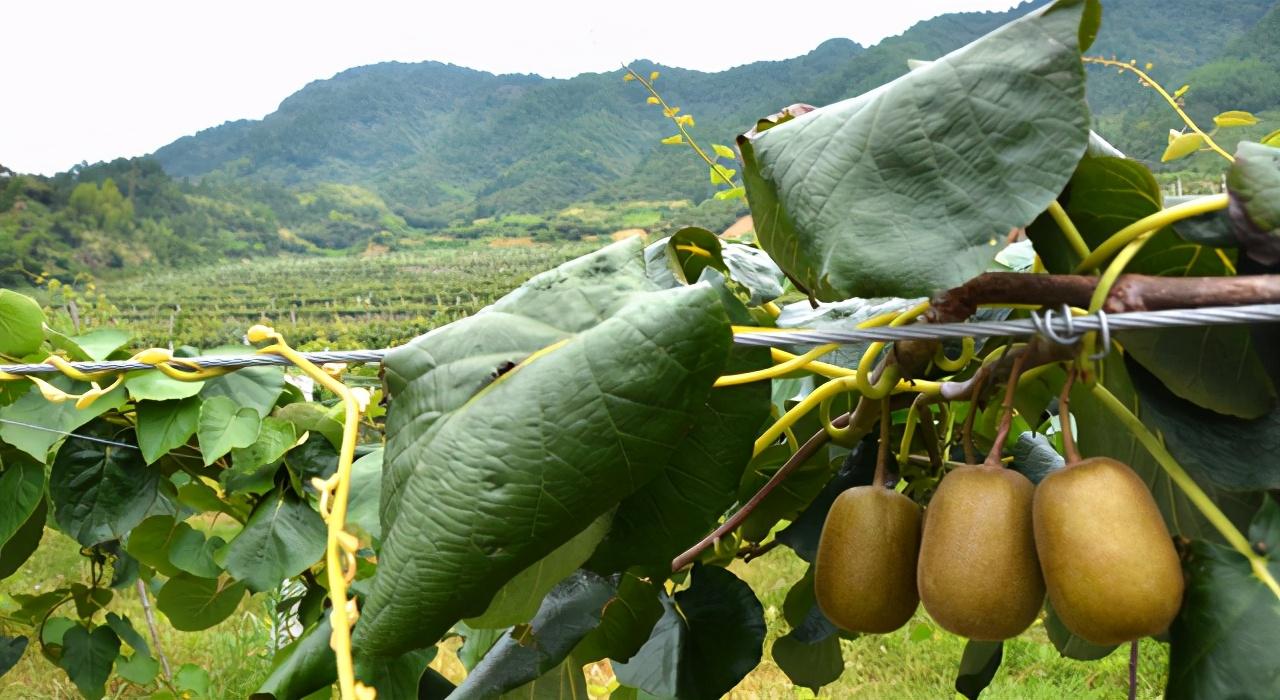 千岛湖美食之旅，自助盛宴的地点指南