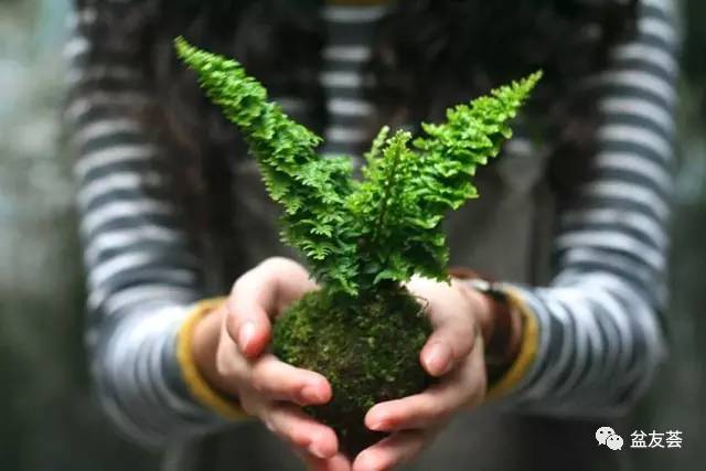 室内绿植盆栽，藓球绿植的独特魅力与养护技巧