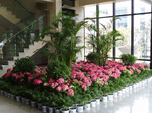 室内绿植盆栽，附近花店与绿植生活的完美结合