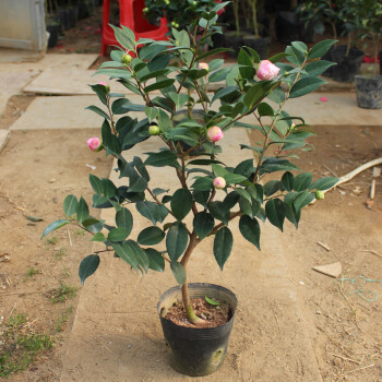 绿植盆栽室内批发，茶花树的魅力与商业价值